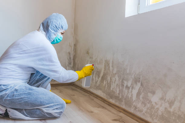 Licensed Mold Remediation service in Laurel, VA - WQB Mold Removal